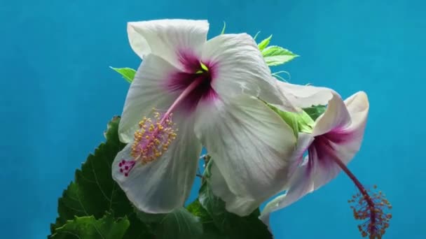 Video Beautiful Flowers Blooming — Stock Video