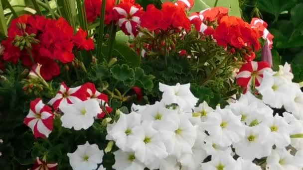 Video Beautiful Flowers — Stock Video