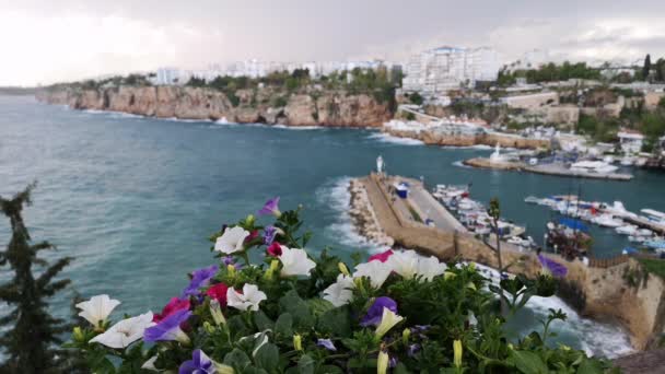 Flores Bonitas Vista Uma Marina Longo Costa — Vídeo de Stock