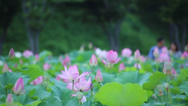 Belo Campo Lótus Flor — Vídeo de Stock