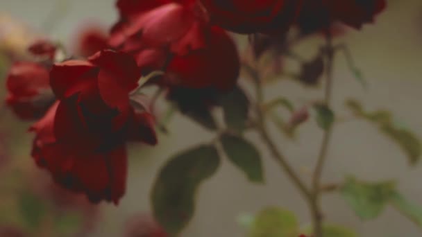 Video Krásných Rudých Růží — Stock video