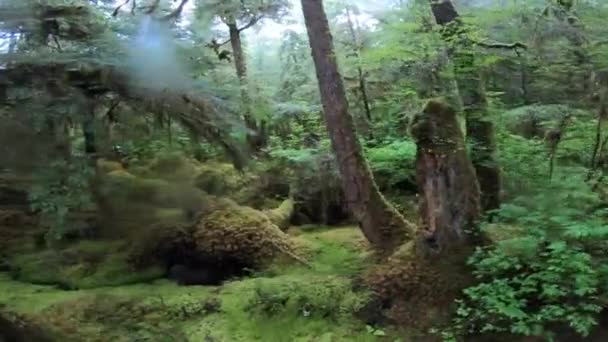 自然の美しさのビデオ — ストック動画