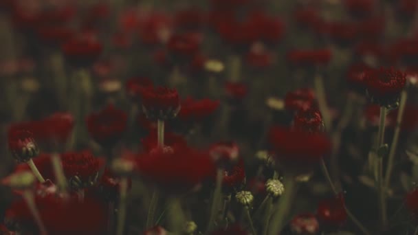 Vörös Virágok Homályos Látása — Stock videók
