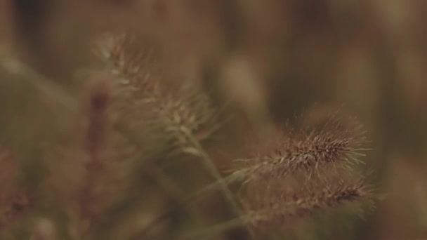 Primer Plano Una Flor Hierba — Vídeos de Stock