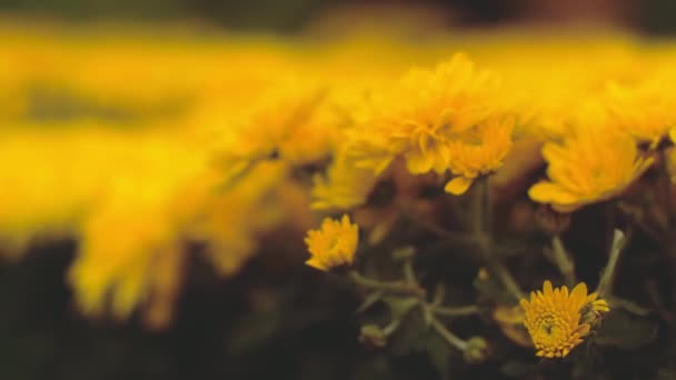 Close Video Yellow Flowers — Stock Video