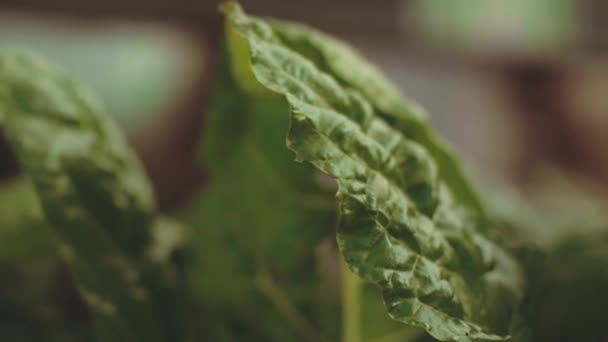 Close View Green Leafy Vegetable — Stock Video