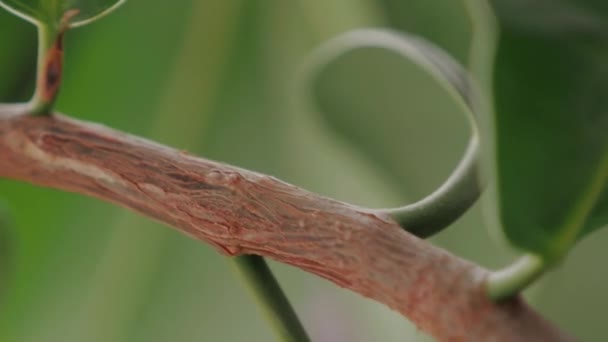 Close Zicht Een Boomtak Met Bladeren — Stockvideo