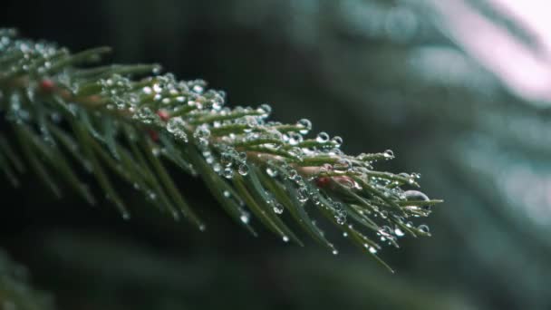 Vue Rapprochée Des Feuilles Pin Avec Des Gouttelettes Eau — Video