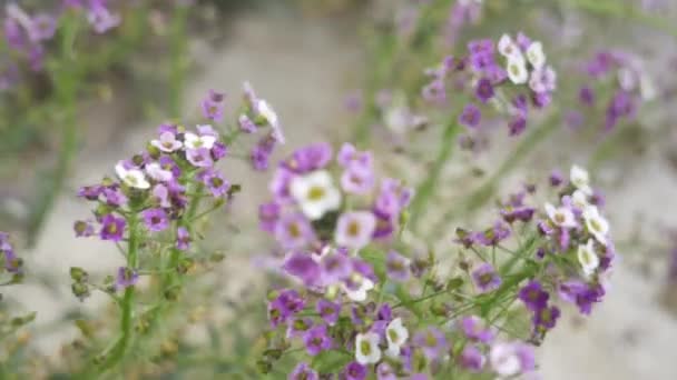 Clusters Van Witte Paarse Bloemen — Stockvideo