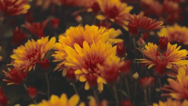 Kombination Aus Roten Und Gelben Blumen — Stockvideo