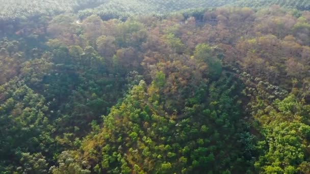 Secuencias Drones Una Plantación — Vídeo de stock