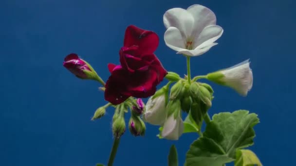 Video Flowers Blooming — Stock Video