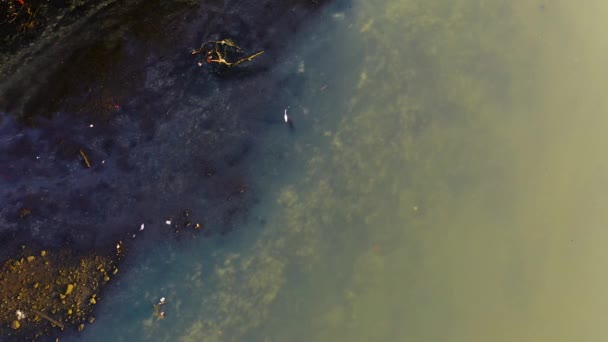 从上面拍摄的一只羚羊在沼泽地上行走的镜头来看 — 图库视频影像