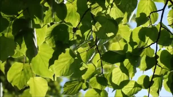 Folhas Verdes Uma Árvore Dia Ventoso — Vídeo de Stock