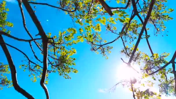 Πλάνα Χαμηλής Γωνίας Από Μπλε Ουρανούς Κάτω Από Ένα Δέντρο — Αρχείο Βίντεο