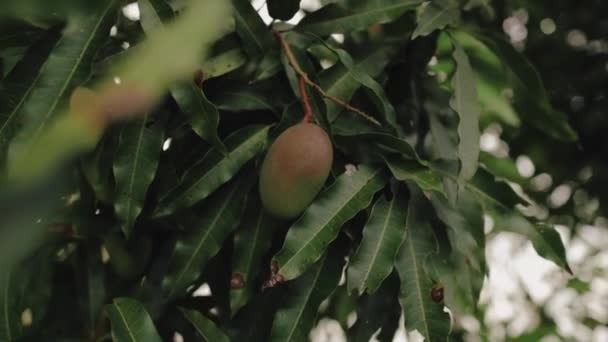 Mangoes Tree — Stock Video