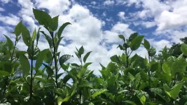 Planten Met Uitzicht Achtergrond Van Bewolkte Lucht — Stockvideo