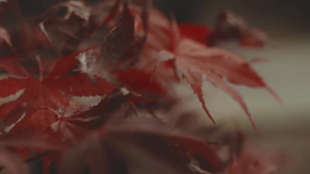 Βίντεο Από Φύλλα Κόκκινου Σφενδάμου — Αρχείο Βίντεο