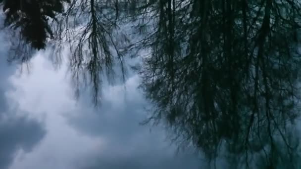 Βίντεο Της Αντανάκλασης Των Δέντρων — Αρχείο Βίντεο