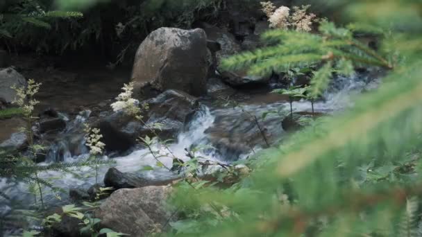 Río Con Agua Clara — Vídeos de Stock