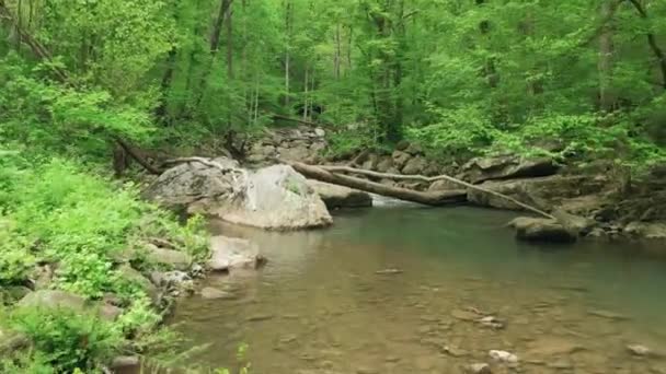 Skalnatá Řeka Lese — Stock video
