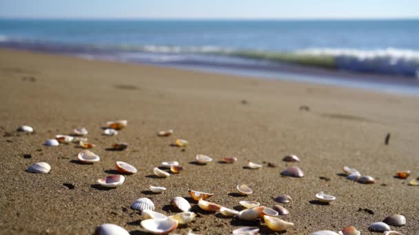 沙滩上的海贝壳 — 图库视频影像