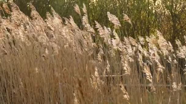 刮风的日子里 高高的褐色草地 — 图库视频影像