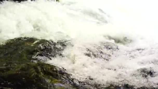 Piękno Pływającego Grivera — Wideo stockowe