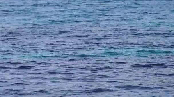 平静的海水 — 图库视频影像