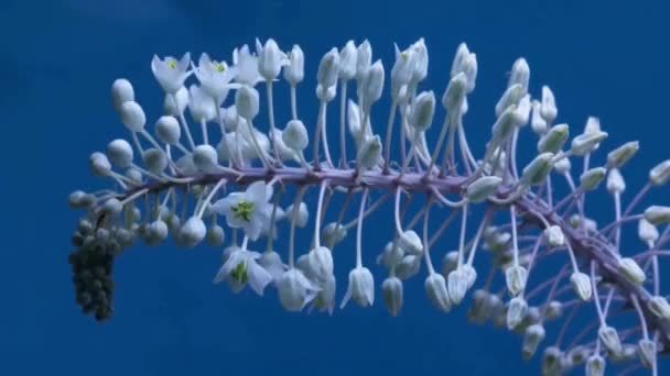 Çiçek Açan Zaman Aşımı Videosu — Stok video