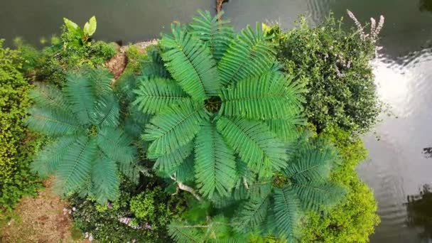 Vista Dall Alto Delle Foglie Felce Verde — Video Stock