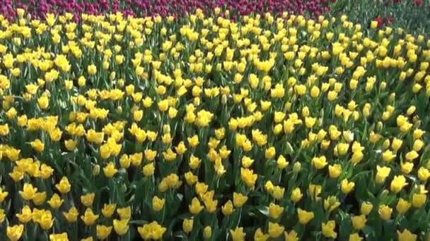 Pole Wideo Tulipanami — Wideo stockowe