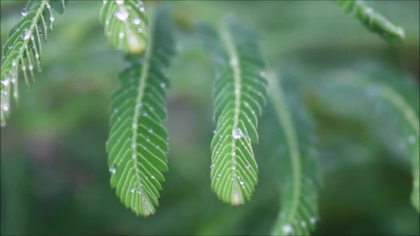 Water Droplets Green Leaves — Stock Video