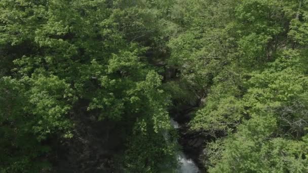 Водопады Окруженные Деревьями — стоковое видео