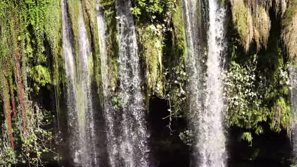 Vodopády Rostlinami Vzadu — Stock video