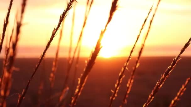 有日落的小麦 — 图库视频影像