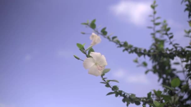 Вітер Дме Квіти Під Ясним Небом — стокове відео