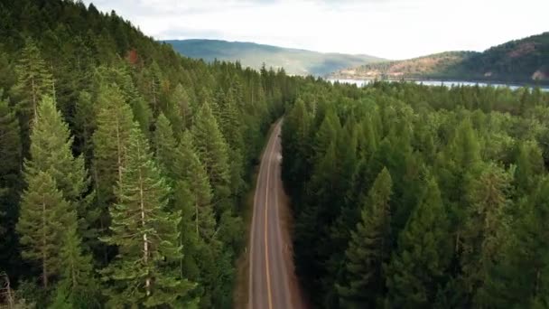 Uma Estrada Meio Uma Floresta — Vídeo de Stock