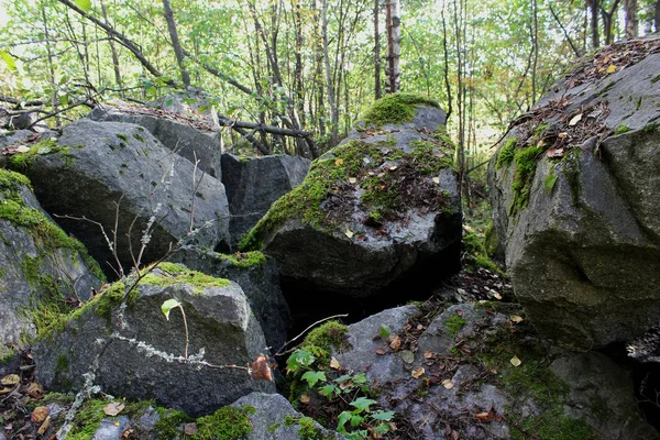 Voiture Dans Les Arbres — Photo