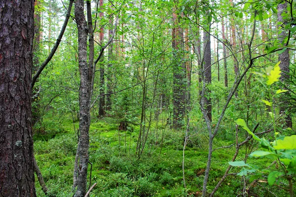 Ormanda yeşil ağaçlar