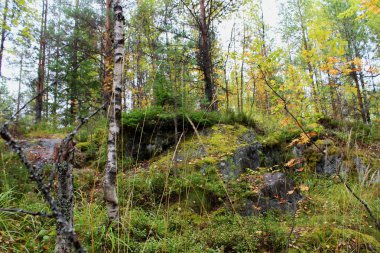 Karelia 'da güneşsiz bir sonbahar günü