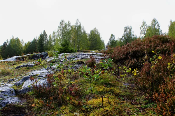 Día Otoño Sin Sol Karelia — Foto de Stock