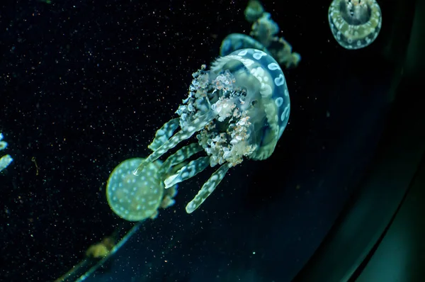 Medusas Medusas Marinhas Pacíficas Sobre Fundo Escuro — Fotografia de Stock