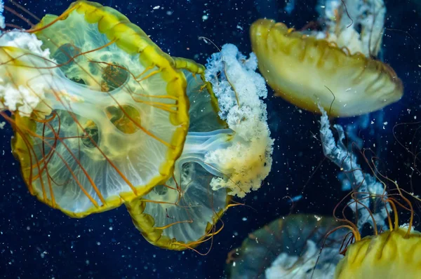 Medusas Medusas Marinhas Pacíficas Sobre Fundo Escuro — Fotografia de Stock