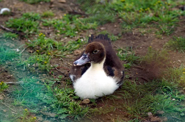 Beautiful wild duck. Swims in the pond. Mallard Green Head. Grey colour.