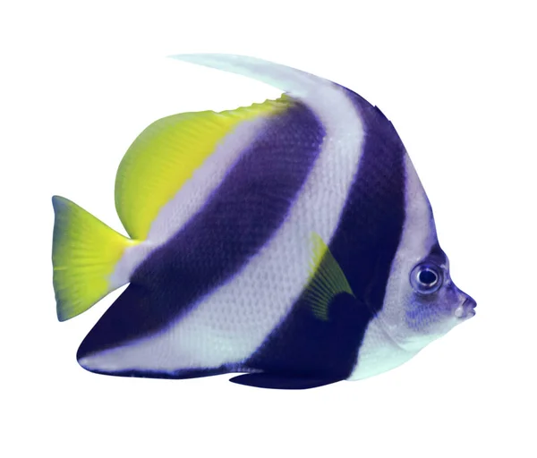 孤立的白色背景上的热带小鱼 — 图库照片