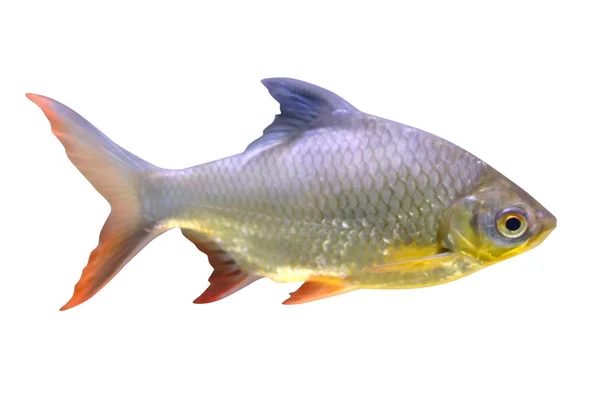Flussfische isoliert auf weißem Hintergrund — Stockfoto