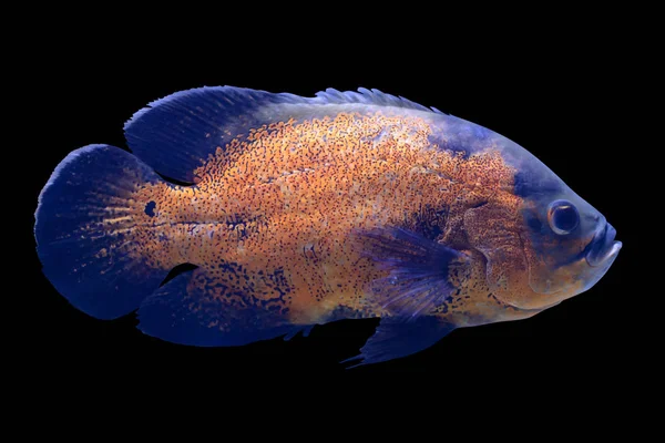 Peces exóticos tropicales aislados sobre fondo negro — Foto de Stock