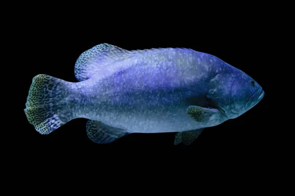 Риба ізольована на чорному фоні — стокове фото