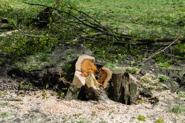 草自然の中で木の切り株を伐採 — ストック写真